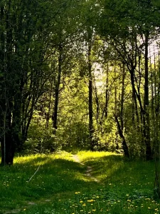 Forêt lumineuse et calme, ambiance de la séance d'hypnose guidée Méry-sur-Cher